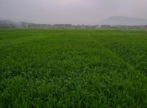 箭管豌豆.jpg