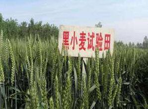 牧原草业-小黑麦